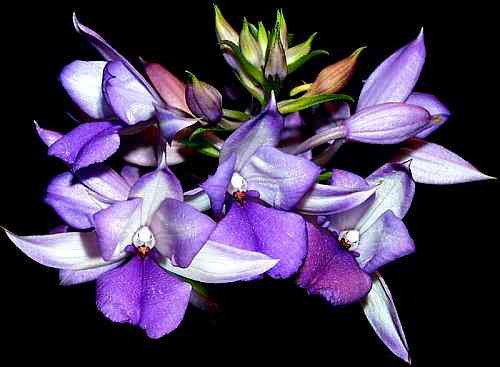 Calanthe ceciliae